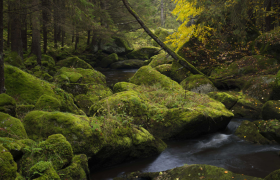 Ein kleiner Bach fließt durch einen moosbedeckten Wald mit großen Felsen.