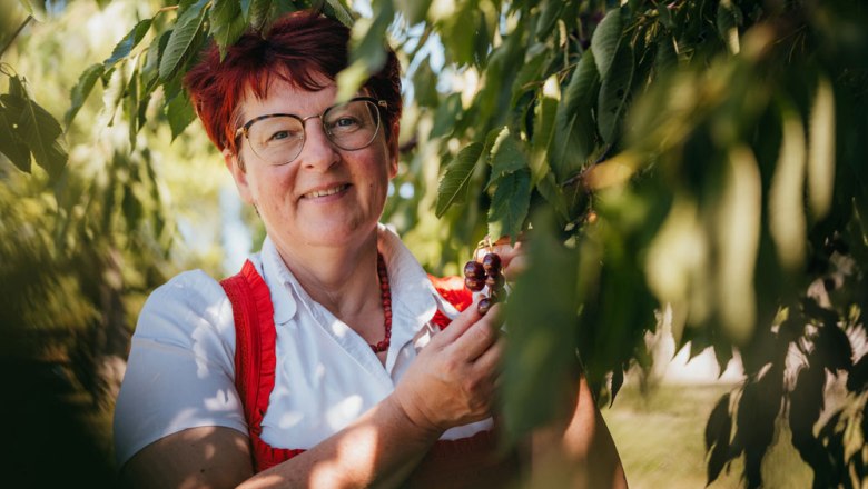 Frau in Tracht pfl&uuml;ckt Kirschen von einem Baum.