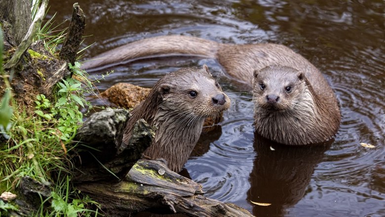 Fischotter im UnterWasserReich Schrems, © UnterWasserReich, Sonja Eder