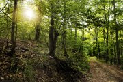 Frühling, © Waldviertel Tourismus, weinfranz