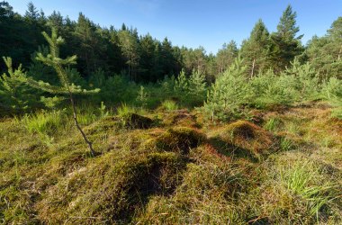 Haslauer Moor, © Waldviertel Tourismus, Matthias Schickhofer