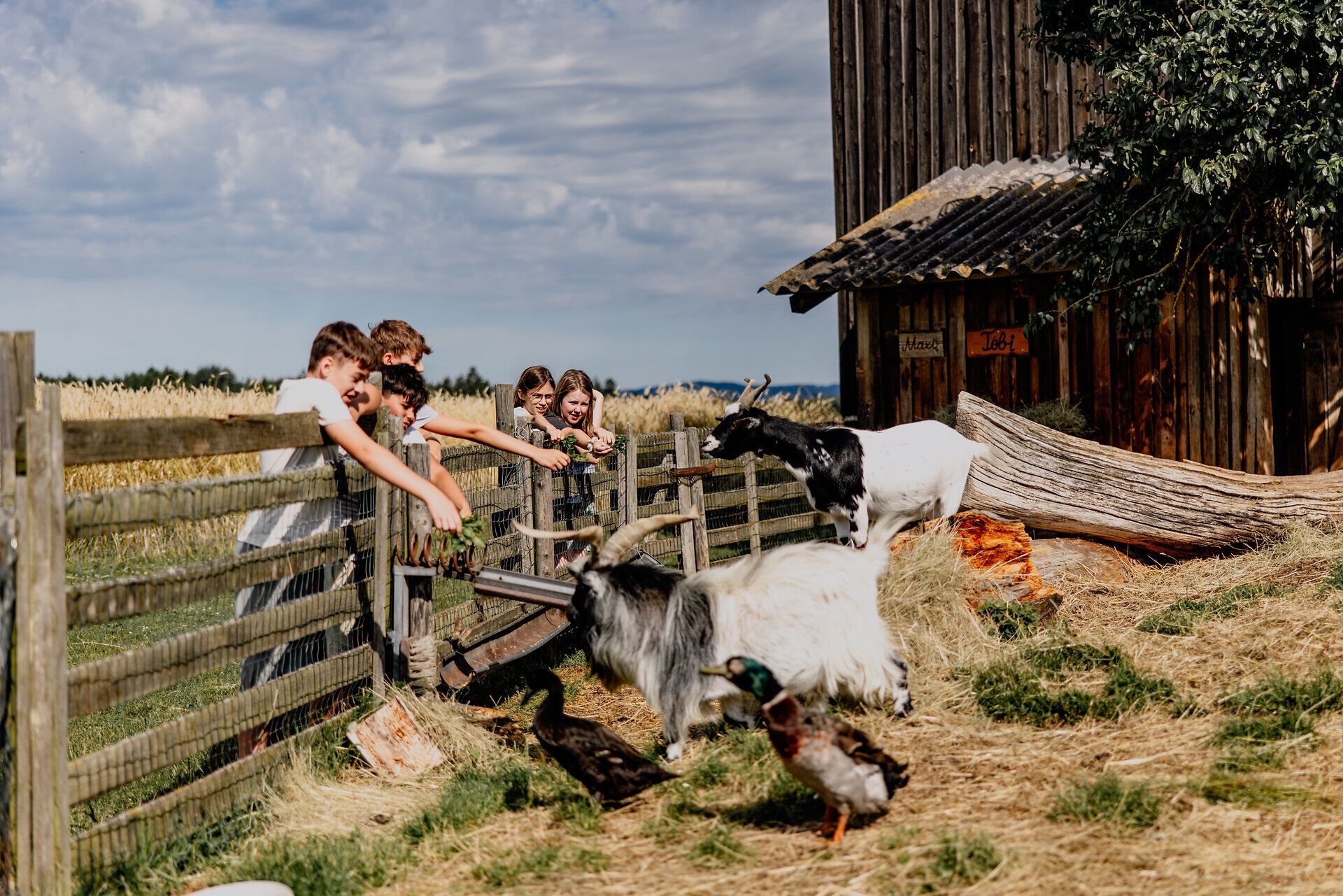 Eine Gruppe von Kindern füttert vom Zaun aus die Ziegen und Enten, die in einem Gehege stehen.