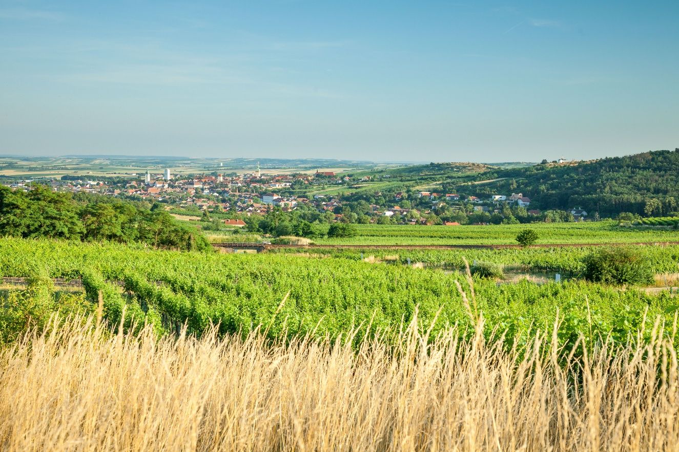 Durch die sanft-hügelige Landschaft rund um Retz