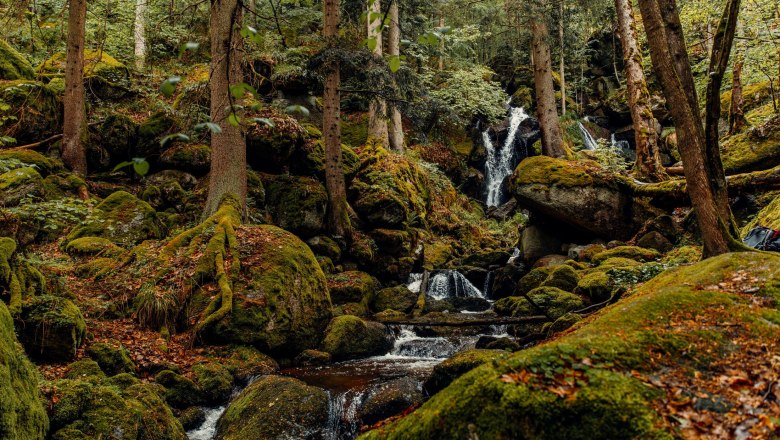 Ein Wald mit moosbedeckten Felsen und einem kleinen Wasserfall.