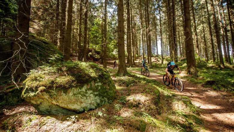 Mountainbiker fahren auf einem Waldweg zwischen hohen Bäumen.