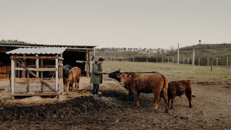 Ein Landwirt füttert Angus-Rinder auf einer Weide neben einem Unterstand.