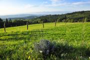 Hochplateau Naturpark Jauerling, © Robert Herbst