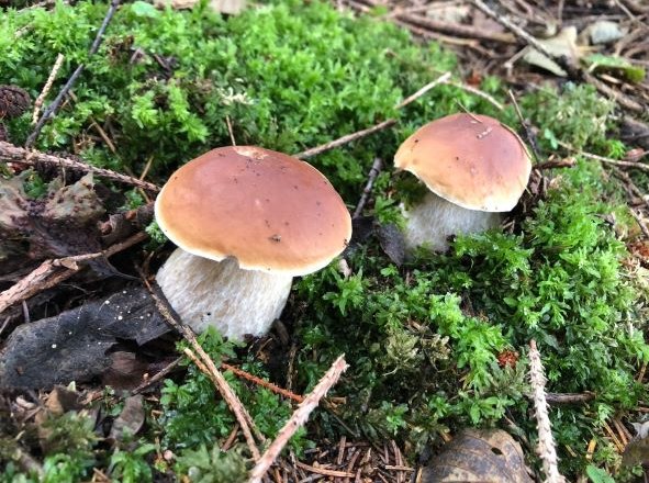 Searching for mushrooms, © U.E.