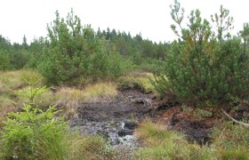 Sumpfige Landschaft mit Kiefern und Grasbewuchs.