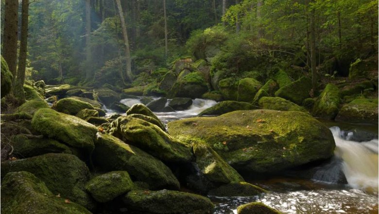 Bärentrail, Höllfall, zwischen Arbesbach und Hausbach, © BÄRENWALD, Matthias Schickhofer