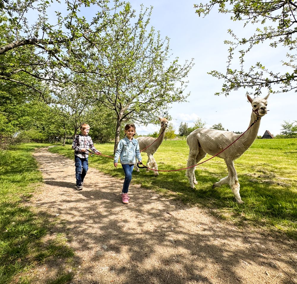Kinder beim Alpaka Wandern