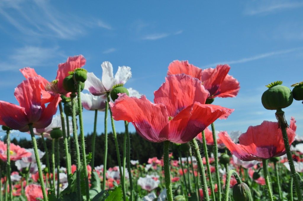 Erlebnis der Mohnblüte zeitig am Morgen 