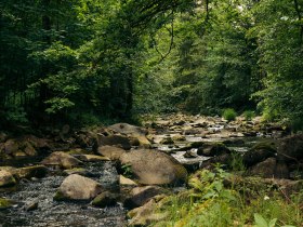 Flusslandschaft eingebettet in den Wald mit vielen Steinen
