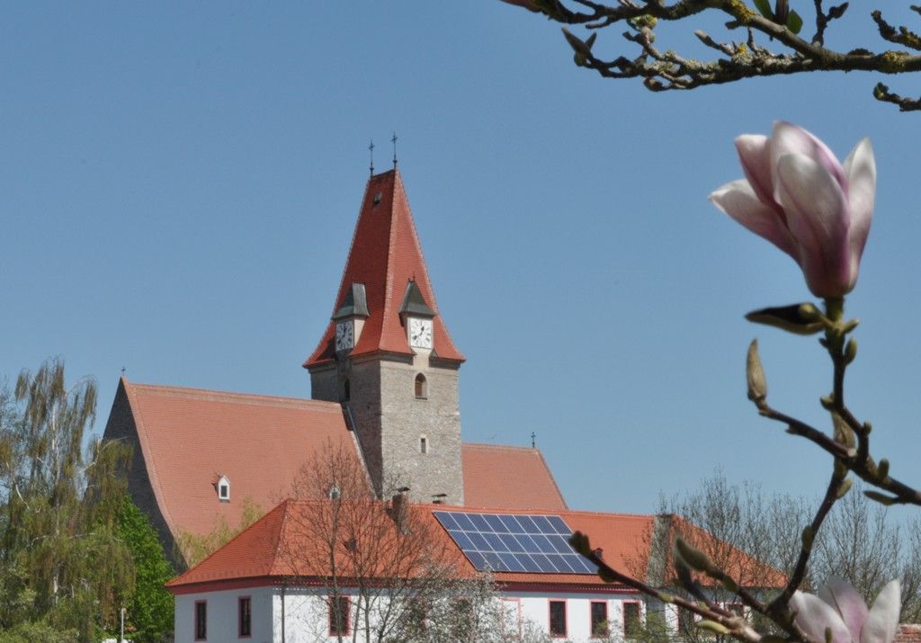 Kirche mit rotem Dach und Uhrturm, blauer Himmel, Magnolienblüte im Vordergrund.