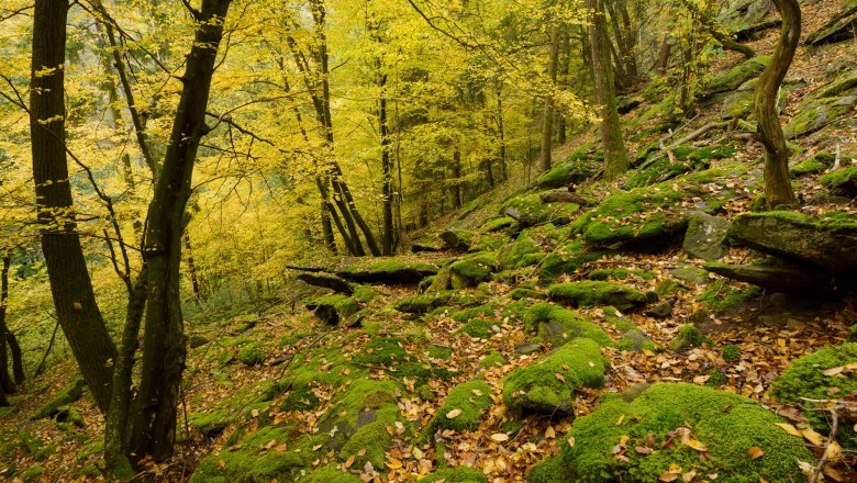 Pulkautal, © Waldviertel Tourismus, Matthias Schickhofer