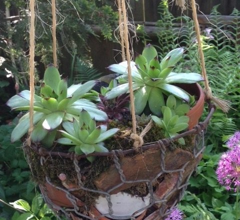 Hängender Blumentopf mit Sukkulenten in einem Garten.