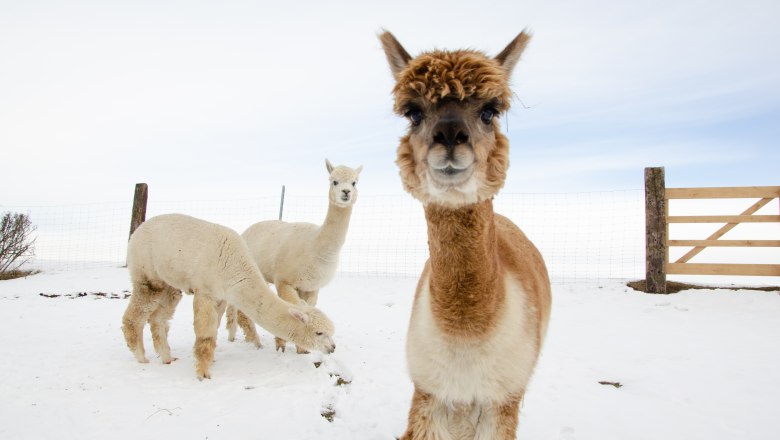 Drei Alpakas im Schnee auf einem Hof mit Holzzaun und Drahtzaun im Hintergrund.