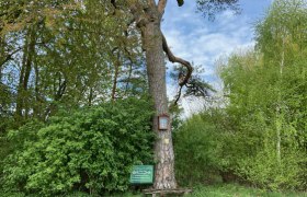 Riesige F&ouml;hre bei Weitersfeld, &copy; Weinstra&szlig;e Weinviertel