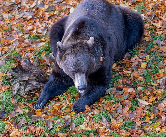 Ein B&auml;r liegt auf herbstlichem Laub im B&Auml;RENWALD Arbesbach.