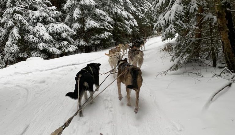 Winterträume auf vier Pfoten, © Huskystadl