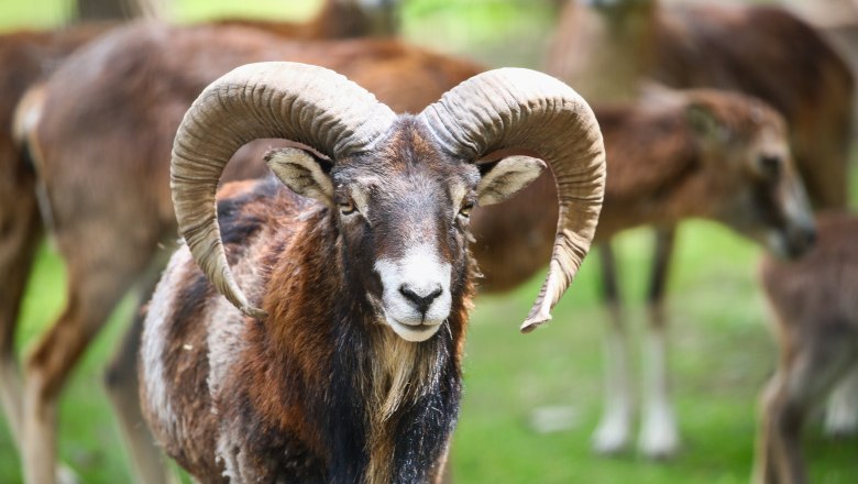 Ein Mufflon mit großen, gebogenen Hörnern steht im Vordergrund, umgeben von weiteren Tieren im Hintergrund.