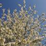13-garden-cherry-blossom, © Gabriele Prandstetter