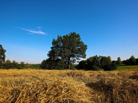 Feld, &copy; Johannes Hei&szlig;enberger