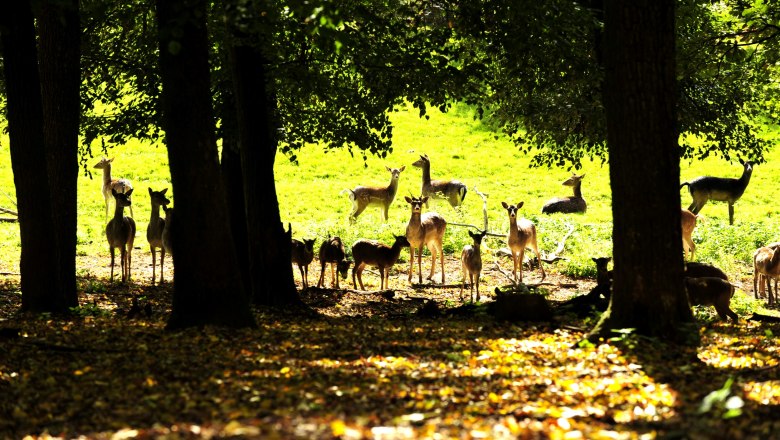 Eine Gruppe von Rehen steht und liegt auf einer sonnigen Lichtung im Wald.