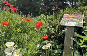 Blühender Garten mit roten und weißen Mohnblumen, Schild mit der Aufschrift 'Island-Mohn'.