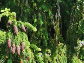 Diebsweg, Nr. 43, &copy; Gemeinde Gutenbrunn