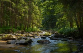 Ein ruhiger Fluss fließt durch einen dichten, grünen Wald mit Sonnenlicht, das durch die Bäume scheint.