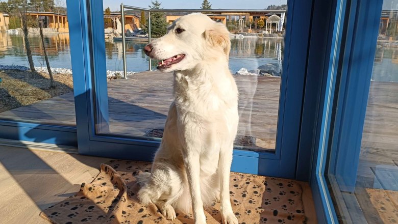 Hund im Chalet, © Chalets am Gartensee