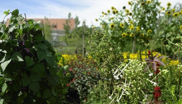 beet_oekokreis_ausschn_c_natur_im_garten_alexander_haiden, © Natur im Garten/Alexander Haiden