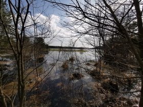 Moorlacke, © Thomas Diesner