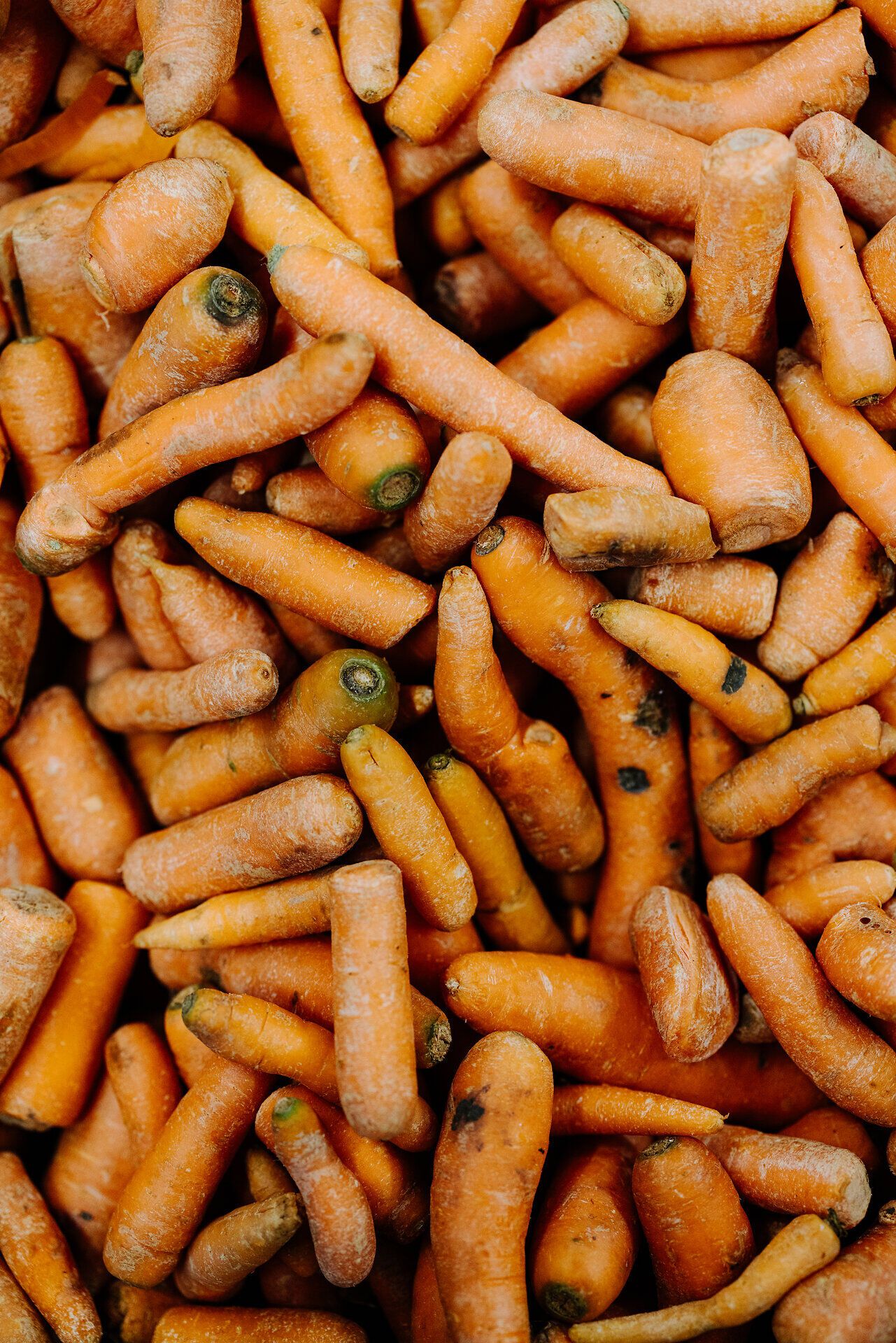 Inmitten der bunten Vielfalt frischer Karotten entfaltet sich ein lebendiges Bild des ländlichen Lebens. Die leuchtenden Farben und die unterschiedlichen Formen der Wurzeln laden dazu ein, die köstlichen Aromen der Region zu entdecken und die Natur in ihrer vollen Pracht zu genießen.