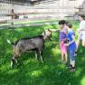 Children with goat, © Ferienbauernhof Schierhuber