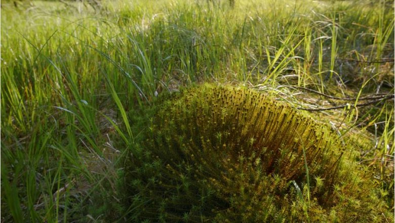 Bärentrail, wundersame Moor-Welt Meloner Au, © BÄRENWALD, Matthias Schickhofer