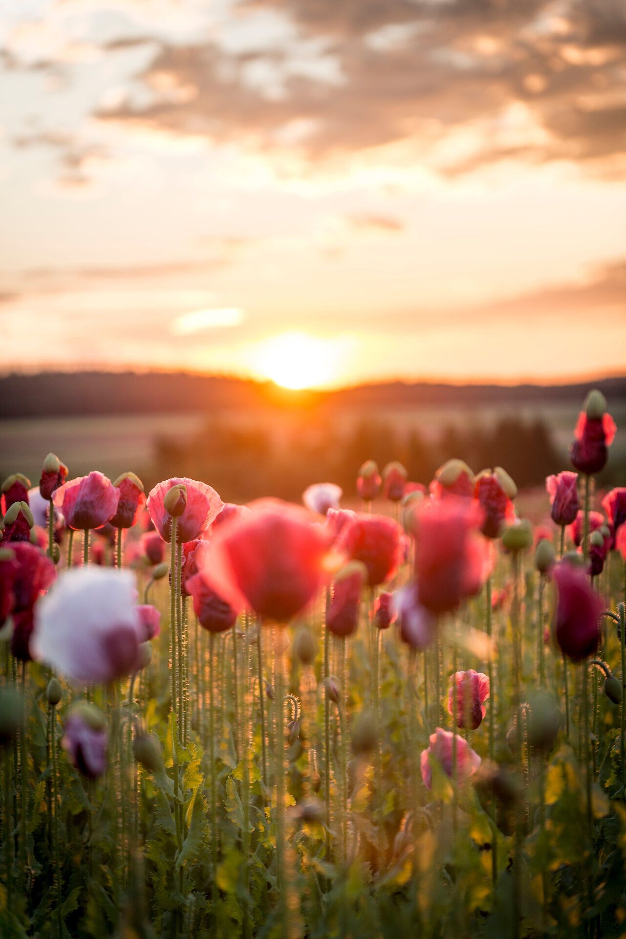 In der sanften Abenddämmerung erblühen die Mohnfelder in leuchtenden Rottönen und schaffen eine malerische Kulisse. Die warmen Sonnenstrahlen tauchen die Landschaft in goldenes Licht und laden dazu ein, die Schönheit der Natur zu genießen.
