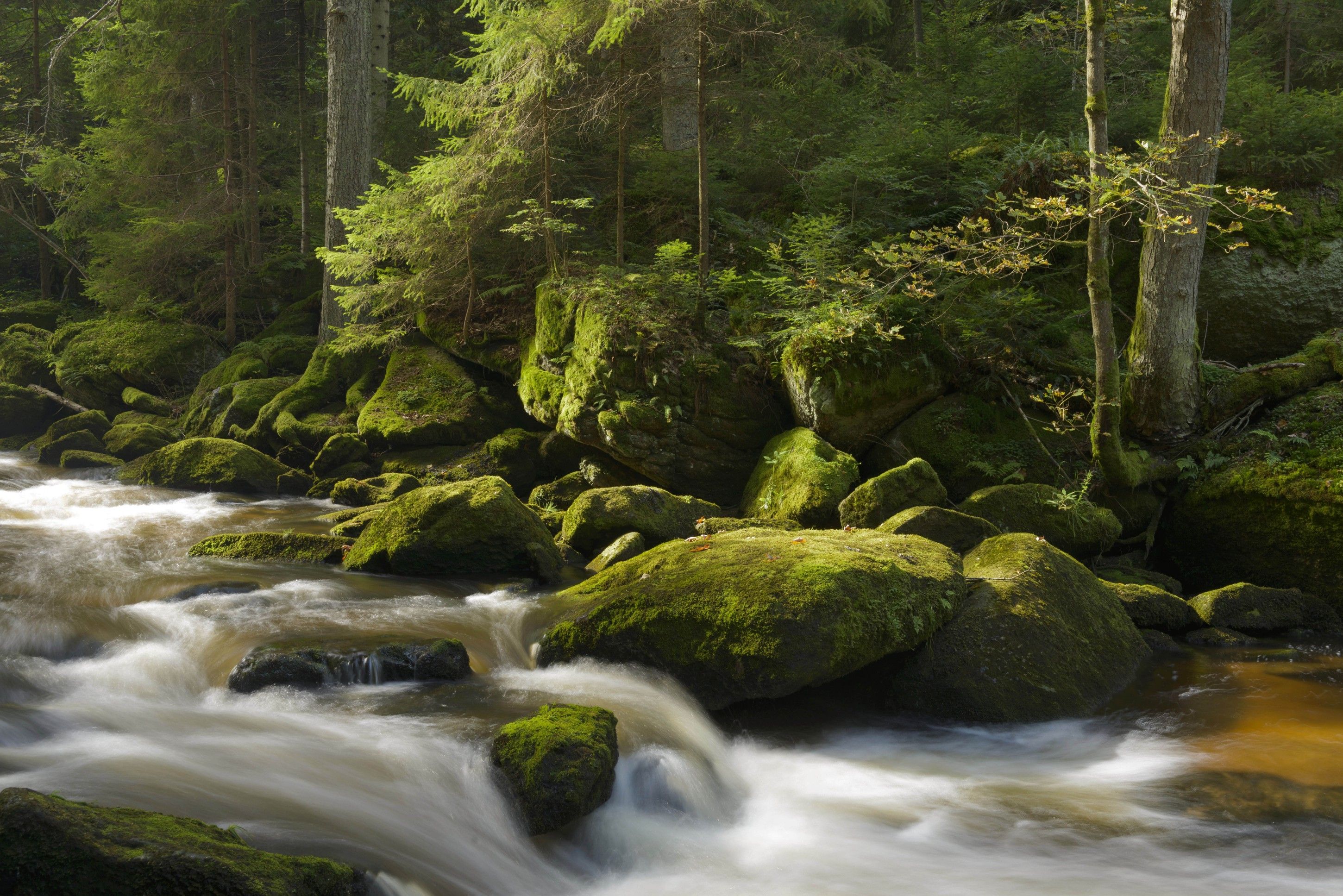 Ein fließender Bach mit moosbedeckten Steinen in einem Wald.