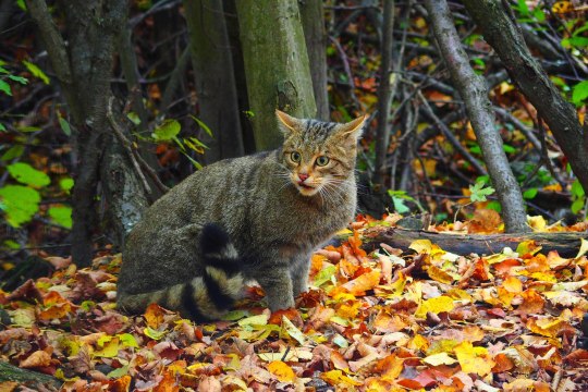 Wildkatze im Nationalpark Thayatal, © Karin Spiesmaier