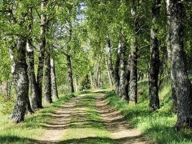 Diebsweg, Nr. 43, &copy; Gemeinde Gutenbrunn