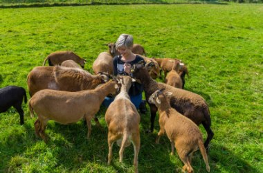 Kamerunschafe streicheln, © tomtom