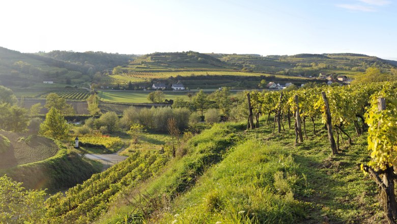Weinberge in Sch&ouml;nberg am Kamp bei Sonnenuntergang.
