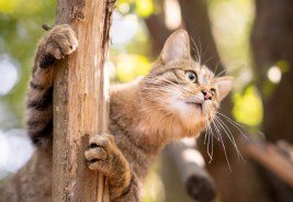 Wildkatze, © T. Nunner