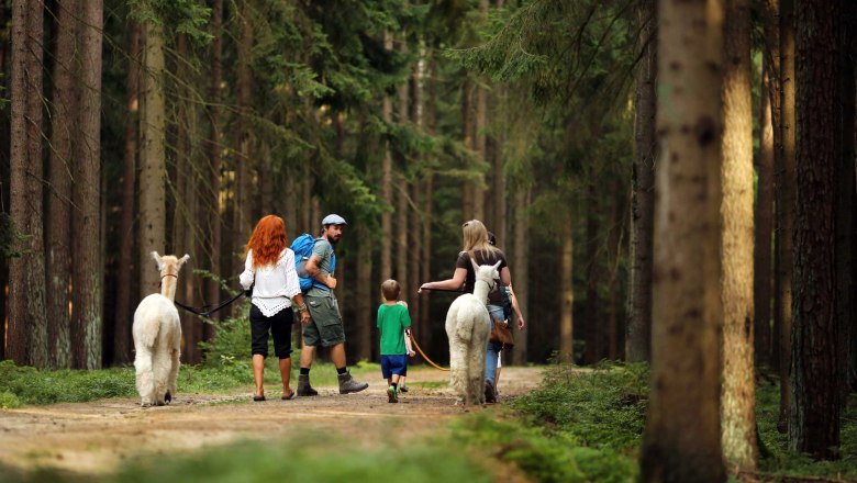 Wandern mit Alpakas, © Waldviertel Tourismus, weinfranz