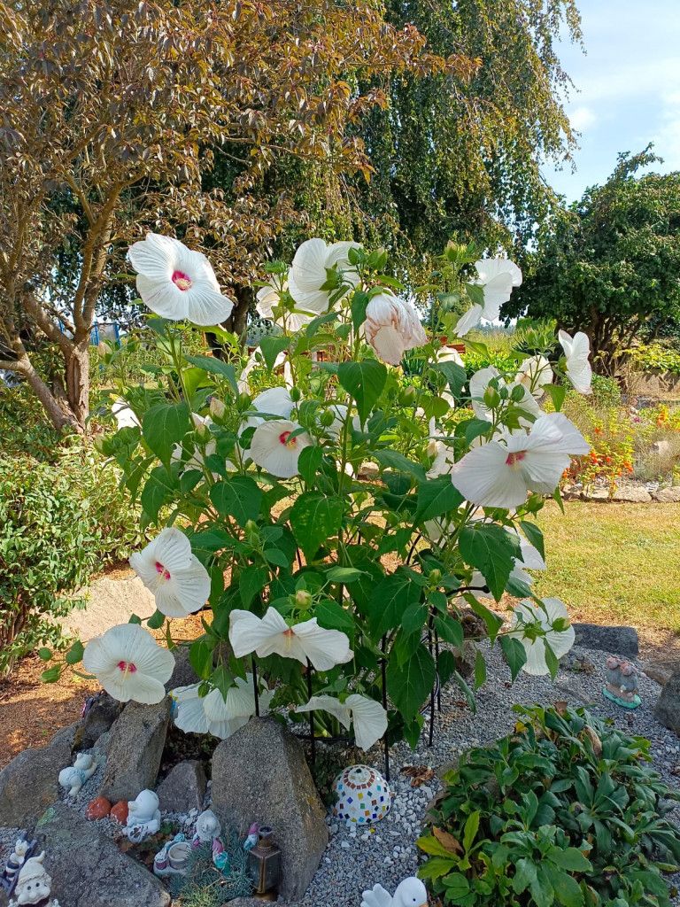 Hibiskus