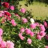 Blooming peonies in the garden