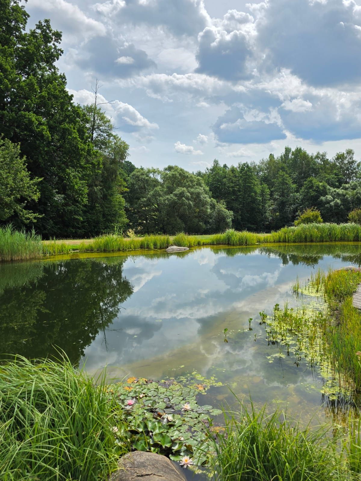 Ein ruhiger Teich mit Seerosen, umgeben von Bäumen und Gras, unter einem bewölkten Himmel.