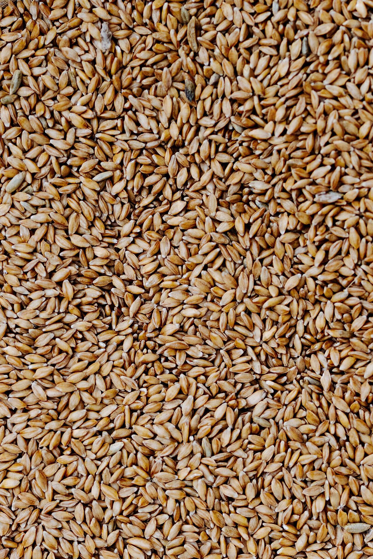 Die goldenen Getreidekörner funkeln im Sonnenlicht und versprechen eine reiche Ernte. Hier in der Bio-Backschule wird die Tradition des Brotbackens mit frischen, regionalen Zutaten lebendig gehalten. Ein Ort, an dem die Liebe zur Natur und zur Handwerkskunst spürbar ist.