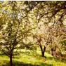 Die Kirschblüte verzaubert die Landschaft rund um den Hof, sowie alle seine Bewohner und Gäste, © 1000 Krauthof